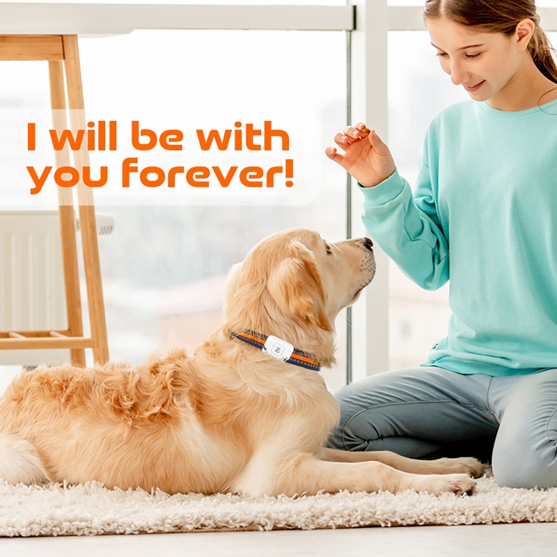 Pet GPS AGPS Tracking Device 4 - Pet Supplies Direct review and price