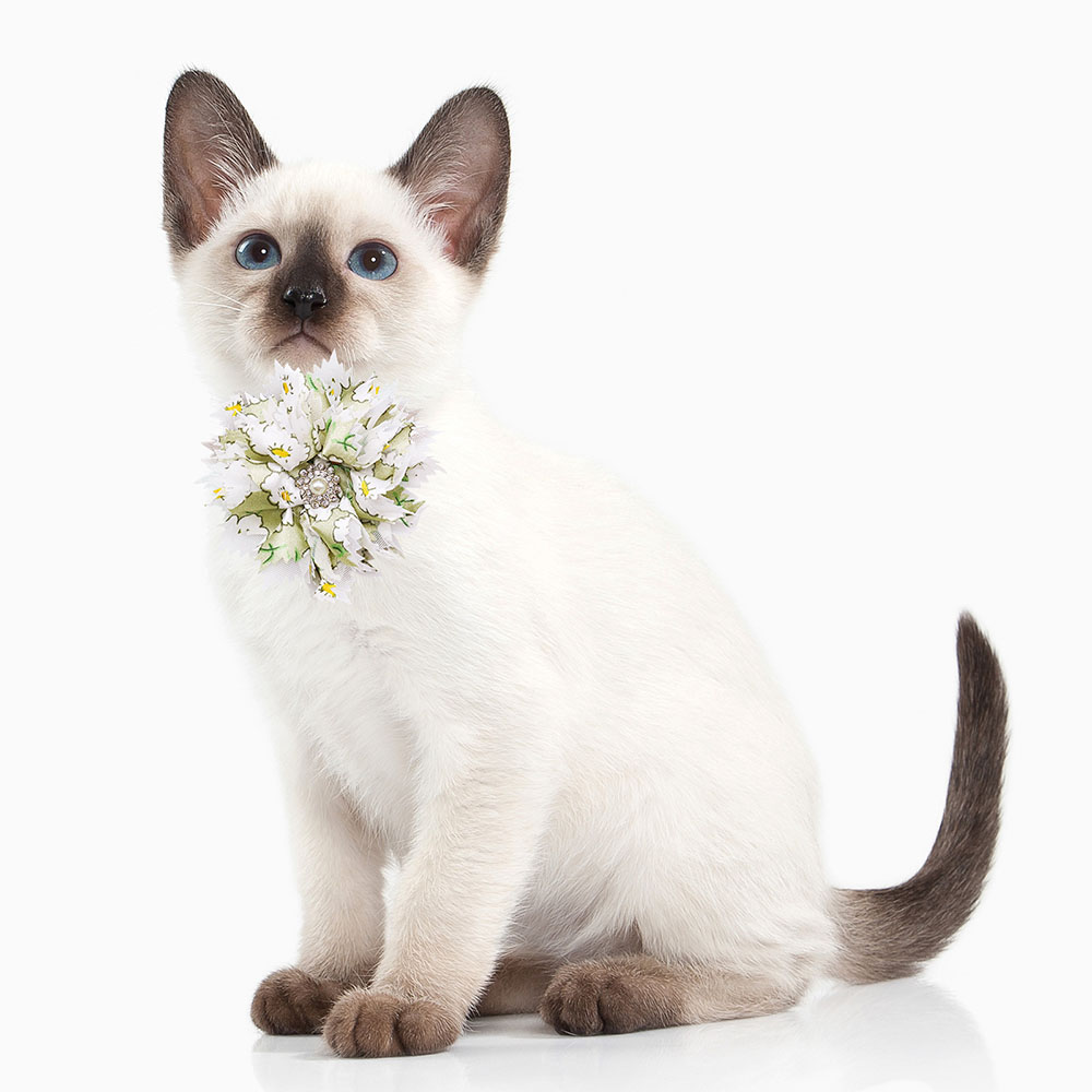 10/20PCS Cute Dog Bowties Coll - Pet Supplies Hours review and price