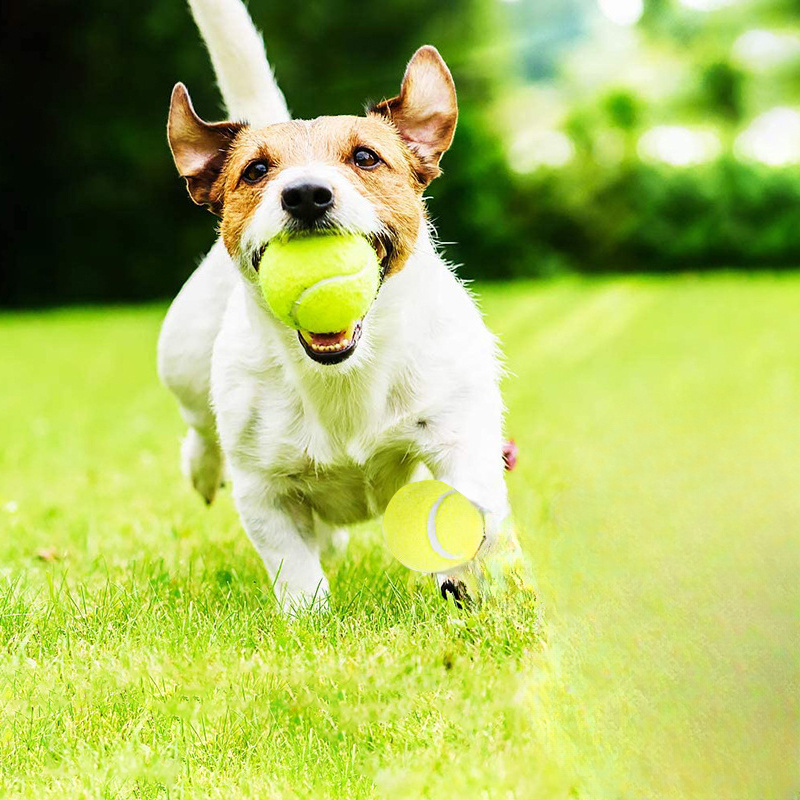 Interactive Striped Rubber Ten - Pet Dental Chew Toy review and price