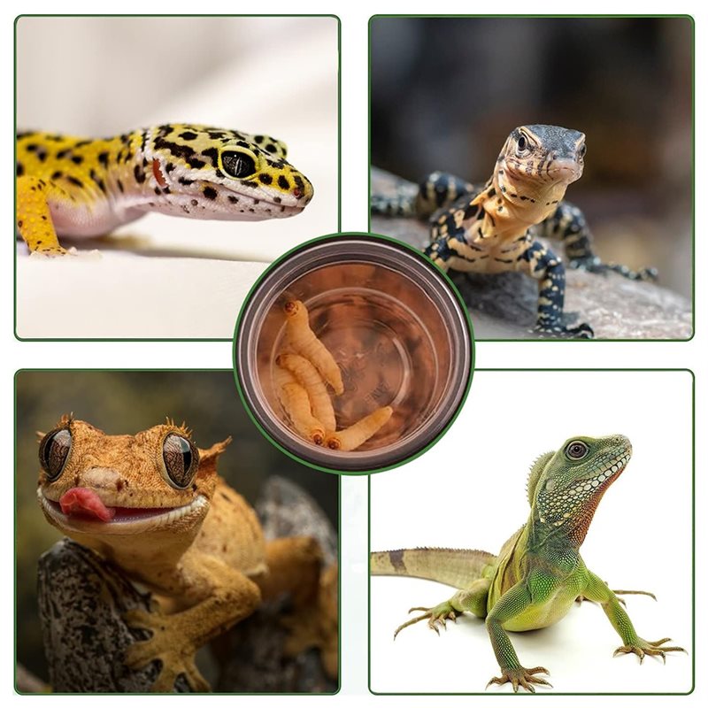 Crested Gecko Food And Water F - Pet Supplies Is Food review and price
